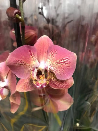Phal 1-tak Dragon Heart 12/70