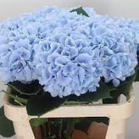 Hydr Z Mariama Blue X5 Holland 60 cm