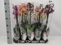 Phal 2 Phalaenova Basic Mix 12/60