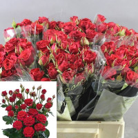 Spray Mirabel 50 sm