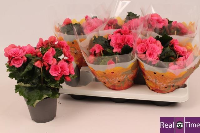 Begonia Du Berseba 13/32