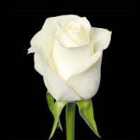 Rose Albatros 60 sm