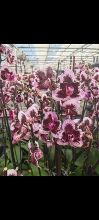 Phal Ever Spring King 12/65