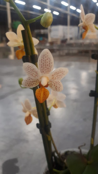 Phal 2-tak Phalaenova White Lip 12/65