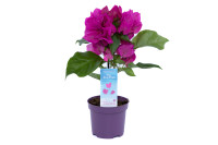 Bougainv Vera  9/35