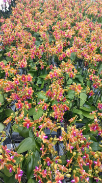 Phal A2 2-tak Bolgheri Multi 12/50