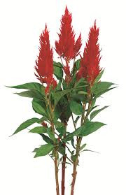 Celosia Red King Х10