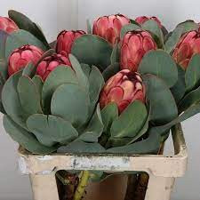 Protea Grandiceps X5
