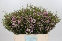 Chamelacium Blizzard Х25
