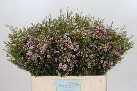 Chamelacium Blizzard Х25