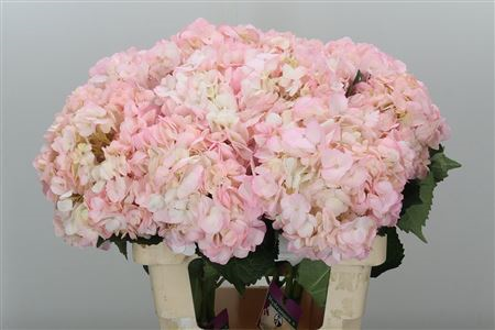 Hydr. M Light Pink