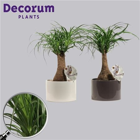 Beaucarnea Recht 19 Cm In Grey En White (decorum)