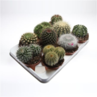 Cactus Bol Mix (155)
