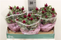 Celos Carmina Red