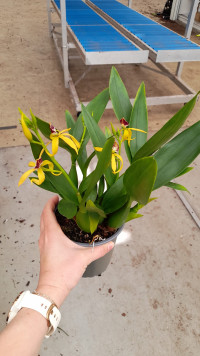 Orchideeen Paars 12/45