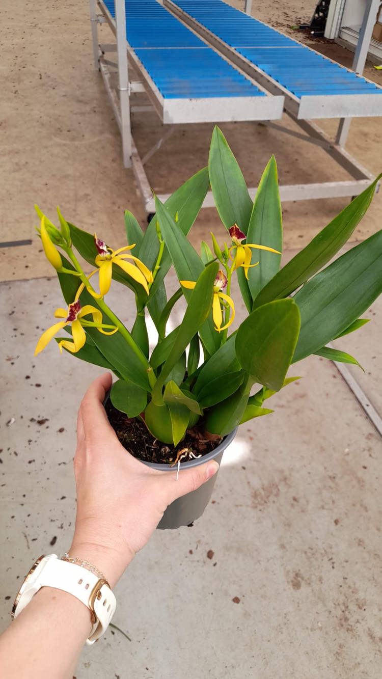 Orchideeen Paars 12/45
