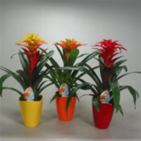 Guzmania Squarosa Mix Luxe Keramiek (decorum)