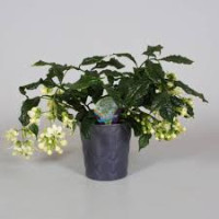 Clerodendrum Prospero Russia Etiket 13/20