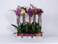 Phal 2-tak Piko (limited)