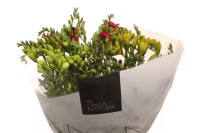 Freesia S MIX Holland X10