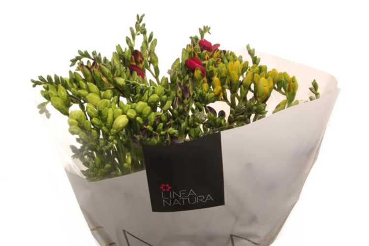 Freesia S MIX Holland X10