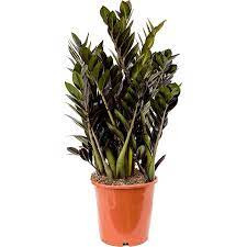 Zamioculcas Zamiifolia 21/100