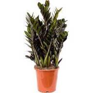 Zamioculcas Zamiifolia 21/100 - Zam 17 100