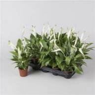 Zamioculcas Zamiifolia 21/100 - Без названия (14)