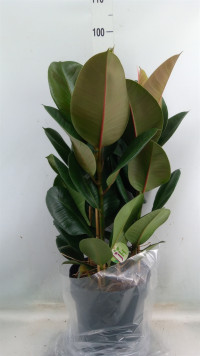 Ficus El Tineke 3pp 27/100