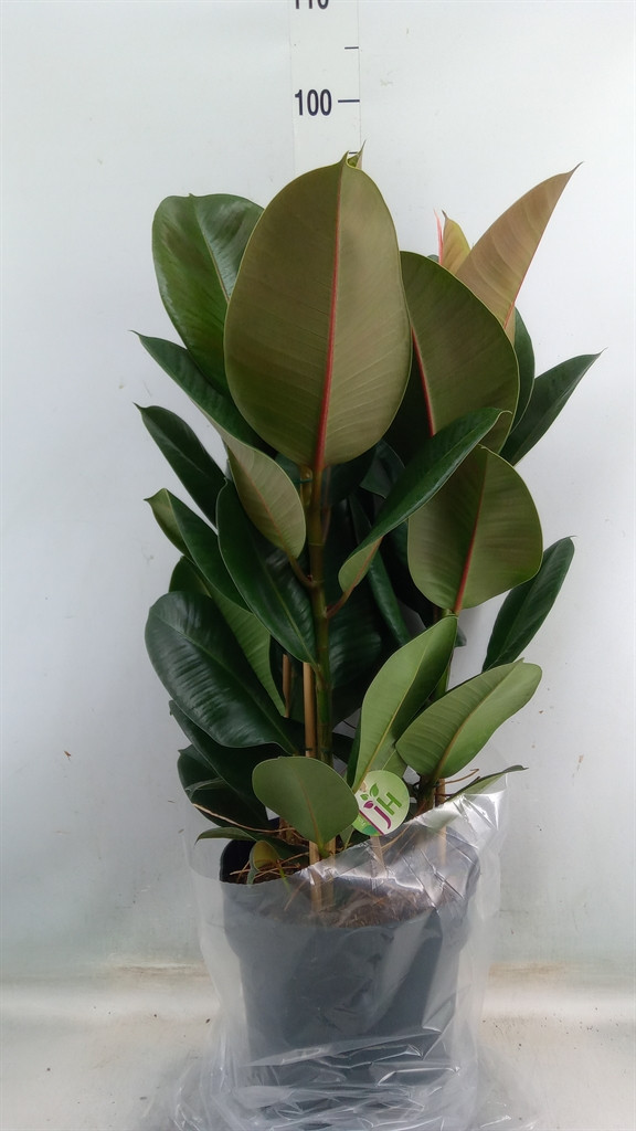 Ficus El Tineke 3pp 27/100