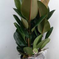 Ficus El Tineke 3pp 27/100 - зображення_viber_2025-03-26_15-55-18-786