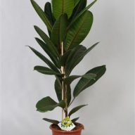 Ficus El Tineke 3pp 27/100 - 2004.970x0