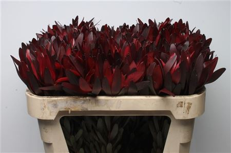 Leucadendron Safari Sunset 35sm X10