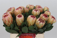 Protea Grandcolor X5