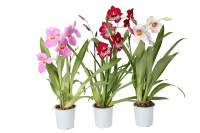 Miltonia Mix 1-tak 12/55