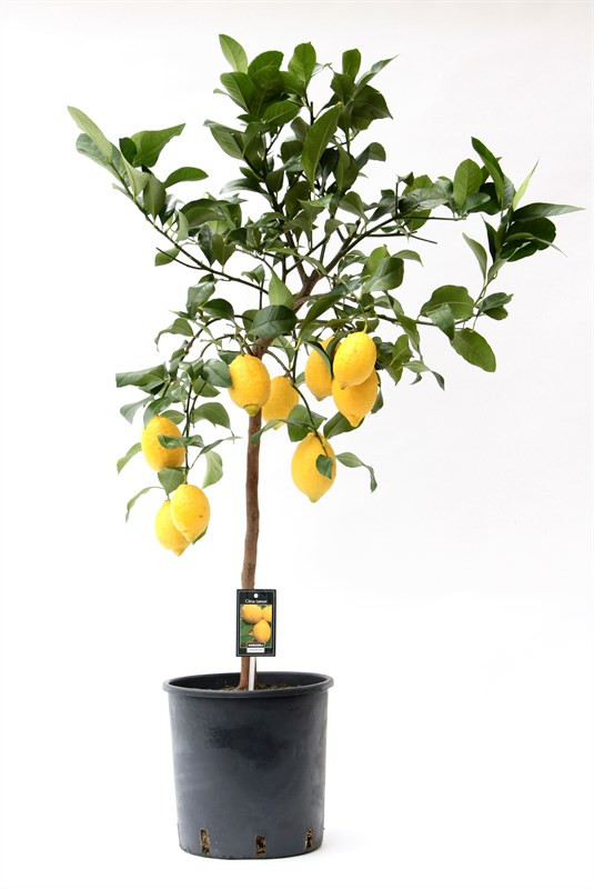 Citrofortunella Lemon Stam 22/75
