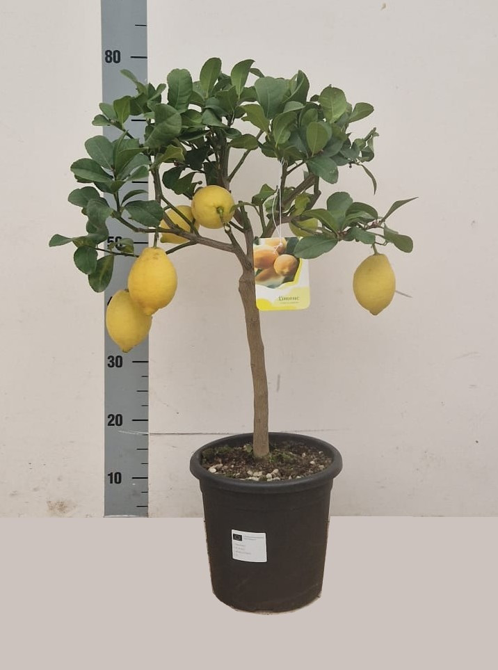 Citrofortunella Microcarpa +10 Stam 14/40