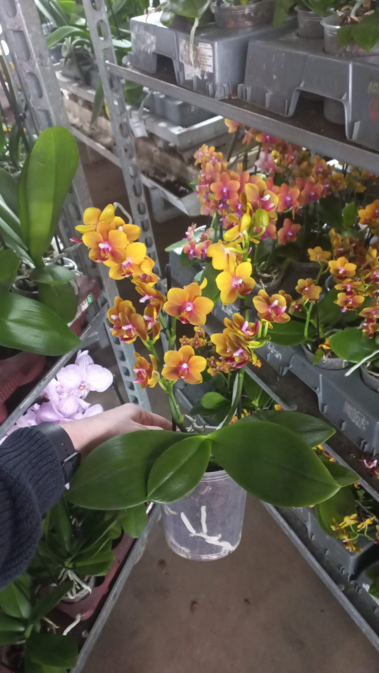 Phal 1-tak A2 TerLaak Oranje Multi Mix 9/35