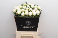 Paeonia Claude Tain White X10