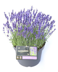 Lavandula Angustifolia 13/38