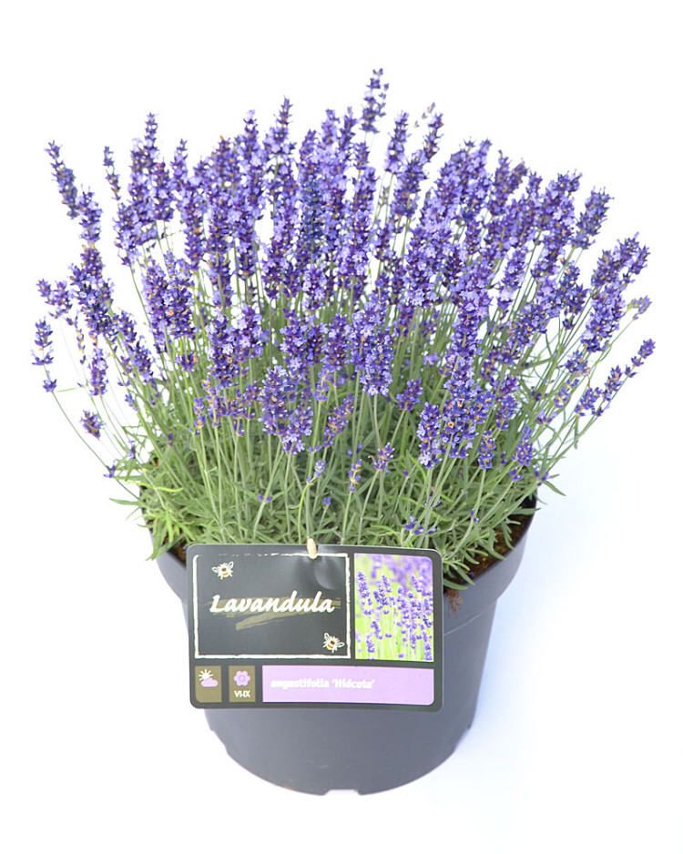 Lavandula Angustifolia 13/38