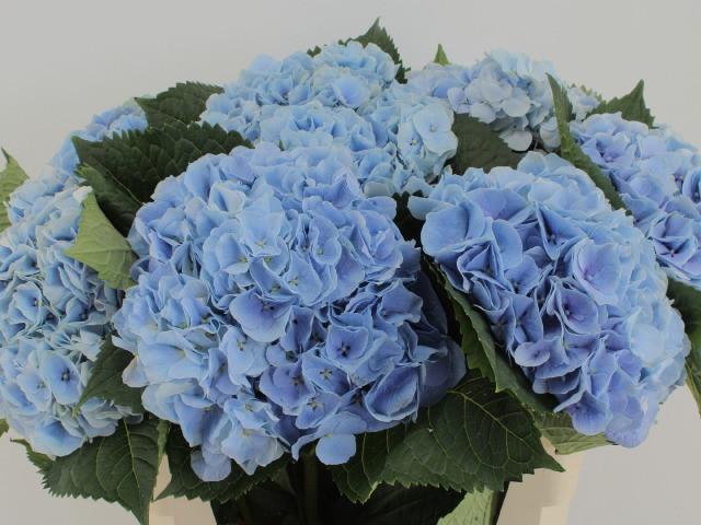 Hydr Z Margarita Blue X5 Holland 40 cm