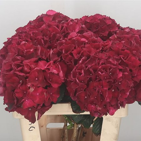 Hydr S Magic Ruby red  X5 -60cm