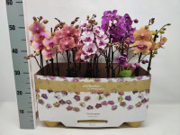 Phal 2-tak Phalaenova Special Mix 12/50