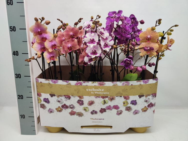 Phal 2-tak Phalaenova Special Mix 12/50