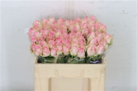 Rose Avalanche Sorbet 40 sm