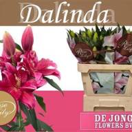 Lilium S Or Duet Dalinda X10 Holland - зображення_viber_2025-01-07_18-31-10-766