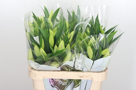 Lilium S Or Duet Dalinda X10 Holland
