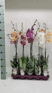 Phal 1-tak Phalaenova Mix 12/80
