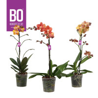 Phal 1-tak Gold Colour Mix 12/45